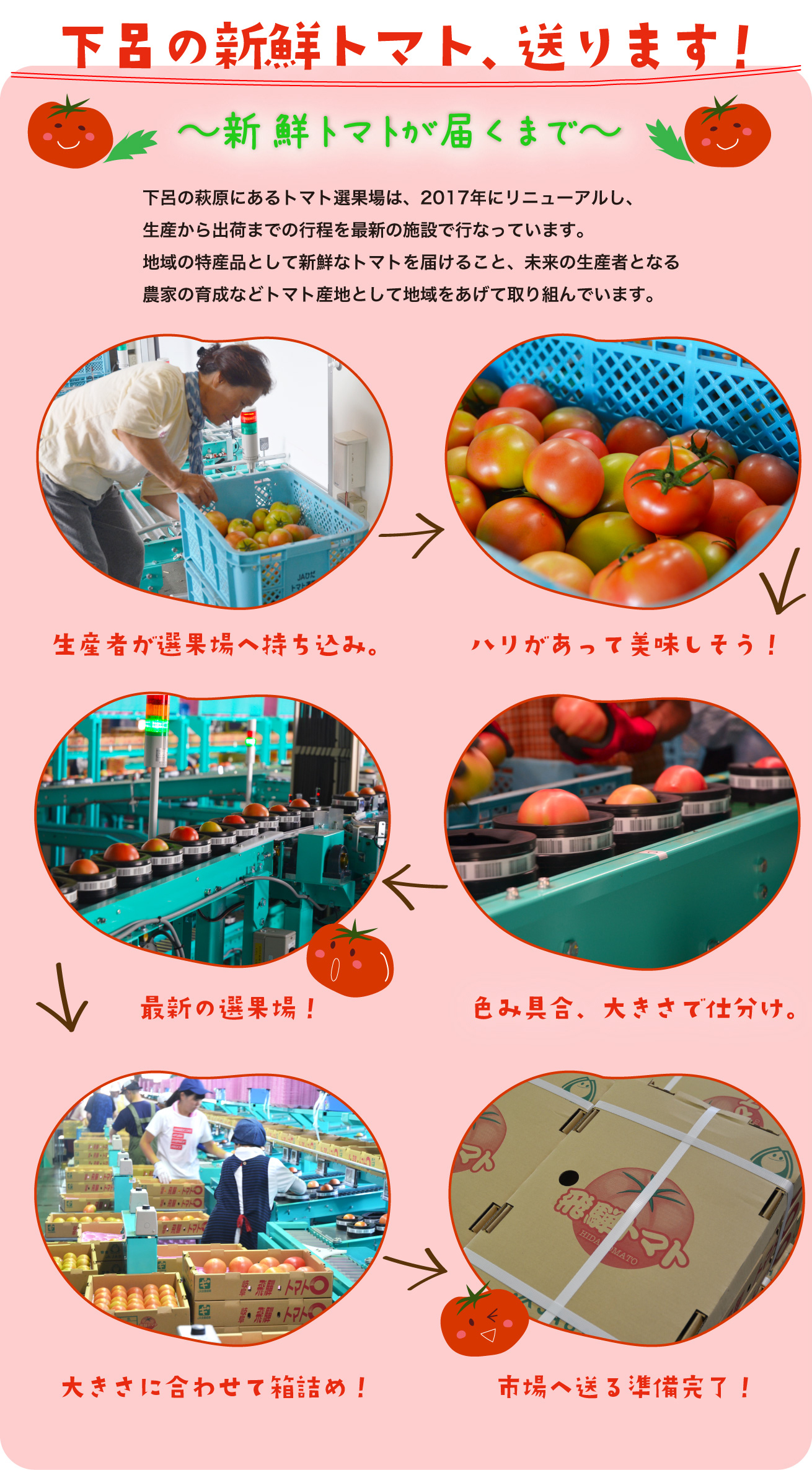 下呂の新鮮トマト、送ります！　下呂の萩原にあるトマト選果場は、2017年にリニューアルし、生産から出荷までの行程を最新の施設で行なっています。地域の特産品として新鮮なトマトを届けること、未来の生産者となる農家の育成などトマト産地として地域をあげて取り組んでいます。