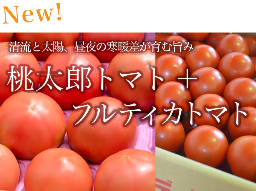 清流と太陽、昼夜の寒暖差が育む旨み　桃太郎トマト＋フルティカトマト