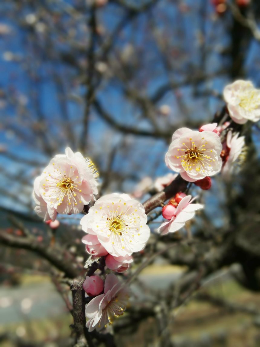 春の飛騨川公園は、お楽しみでいっぱい