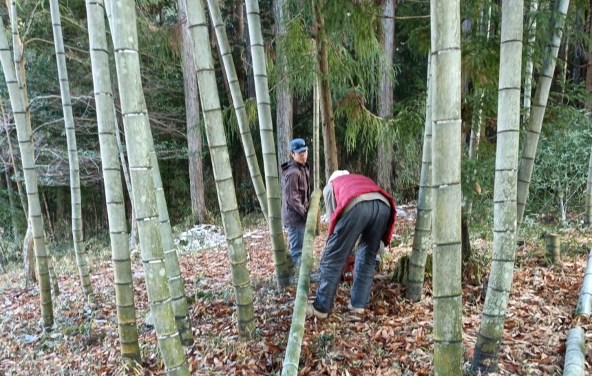 竹の伐採