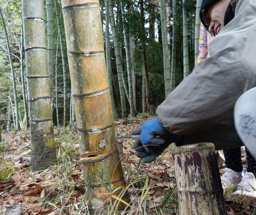 竹の伐採　受け口 