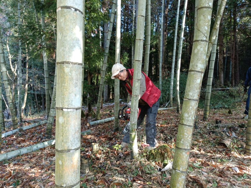 竹の伐採　チェーンソー