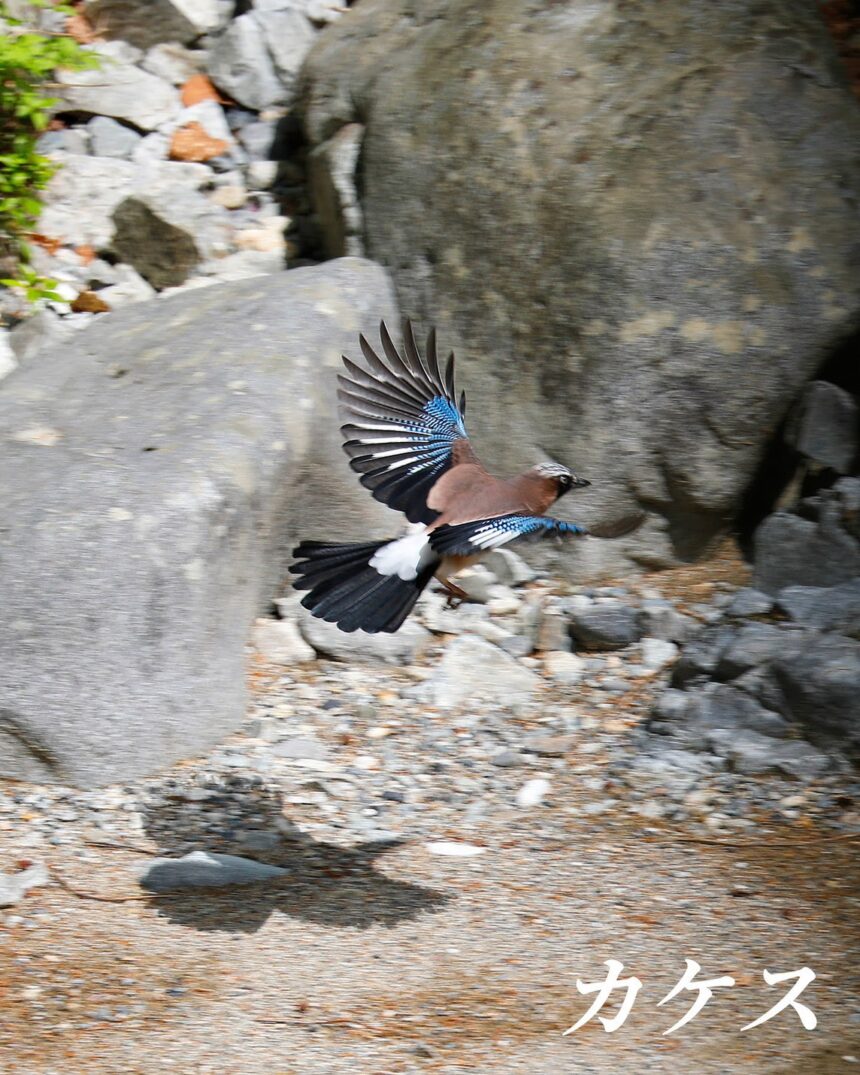下呂市馬瀬の野鳥ウォッチングツアーで、カメラマンのガイドが撮影したカケスの飛翔写真。青や白、黒の模様が入った美しい羽を広げて飛んでいる様子。